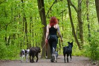 Dogwalk Gassiservice Hundeauslauf Hundesitter Berlin Prenzlauer Berg Pankow Wei&szlig;ensee