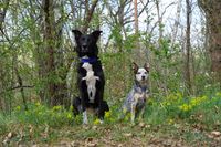 Dogwalk Gassiservice Hundeauslauf Hundesitter Berlin Prenzlauer Berg Pankow Wei&szlig;ensee