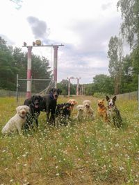 Dogwalk Gassiservice Hundeauslauf Hundesitter Berlin Prenzlauer Berg Pankow Wei&szlig;ensee